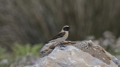 Karakulaklı kuyrukkakan