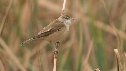 Büyük kamışçın