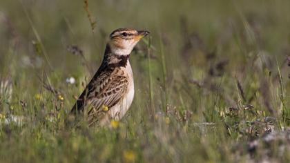Küçük boğmaklı toygar