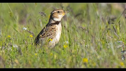 Küçük boğmaklı toygar