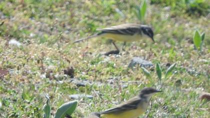 Sarı kuyruksallayan