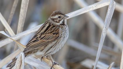 Bataklık Kirazkuşu