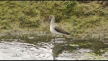 Bataklık düdükçünü