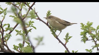 Çalı kamışçını