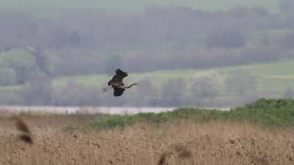 Erguvani balıkçıl