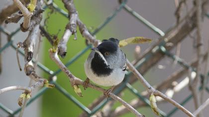 Karaboğazlı ötleğen