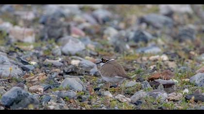 Halkalı küçük cılıbıt