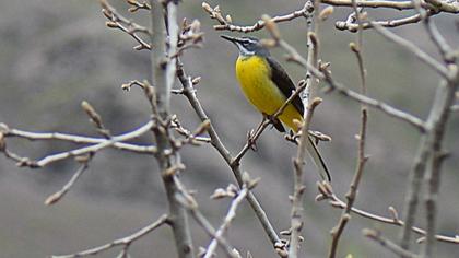 Dağ kuyruksallayanı