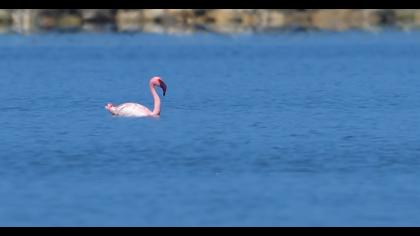 Küçük flamingo