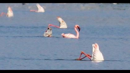 Küçük flamingo