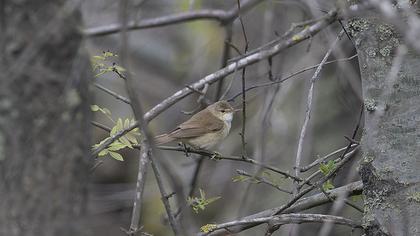 Çalı kamışçını