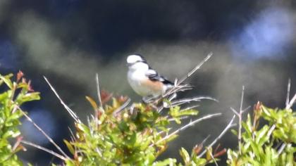 Maskeli örümcekkuşu