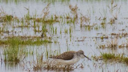 Bataklık düdükçünü