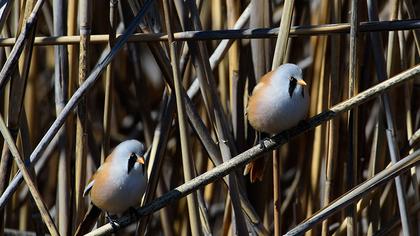 Bıyıklı baştankara