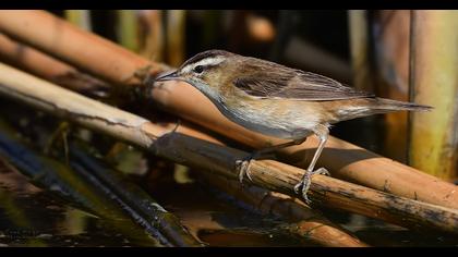 Kındıra kamışçını