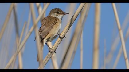 Büyük kamışçın