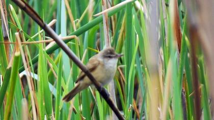 Büyük kamışçın