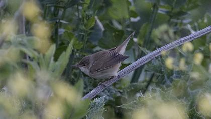 Çalı kamışçını
