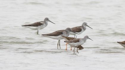 Bataklık düdükçünü