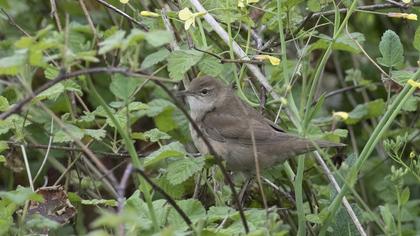 Bataklık kamışçını