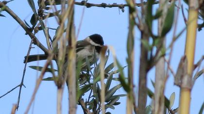 Akyanaklı baştankara
