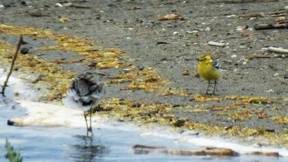Sarıbaşlı kuyruksallayan