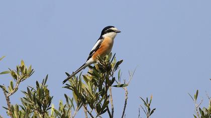 Maskeli örümcekkuşu