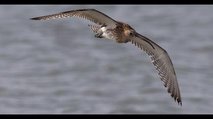 Sürmeli kervançulluğu