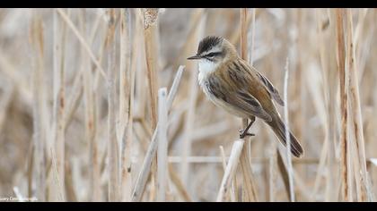 Bıyıklı kamışçın