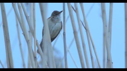 Büyük kamışçın