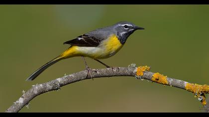 Dağ kuyruksallayanı