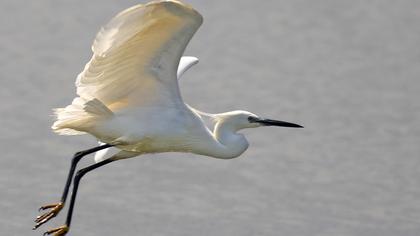 Küçük ak balıkçıl