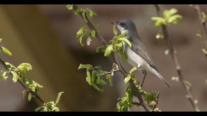 Küçük akgerdanlı ötleğen