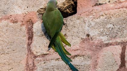 Yeşil papağan