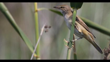 Büyük kamışçın