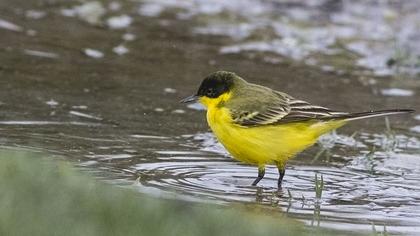 Sarı kuyruksallayan