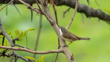 Küçük akgerdanlı ötleğen