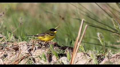 Sarı kuyruksallayan