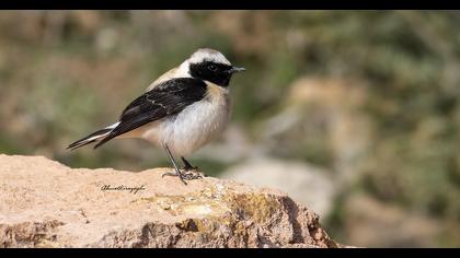 Karakulaklı kuyrukkakan