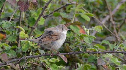 Akgerdanlı ötleğen