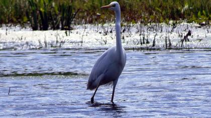Büyük ak balıkçıl