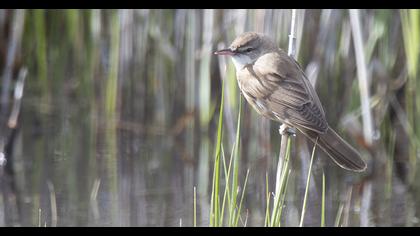 Büyük kamışçın