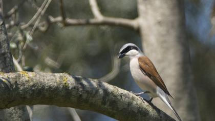 Kızılsırtlı örümcekkuşu