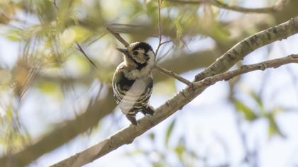 Küçük ağaçkakan