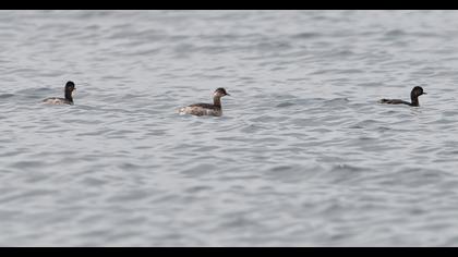 Karaboyunlu batağan