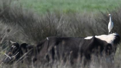 Sığır balıkçılı