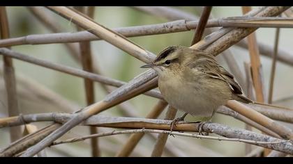Kındıra kamışçını