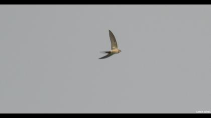 Red-rumped Swallow