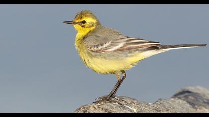 Sarıbaşlı kuyruksallayan