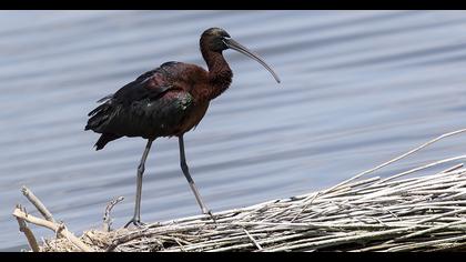 Glossy Ibis